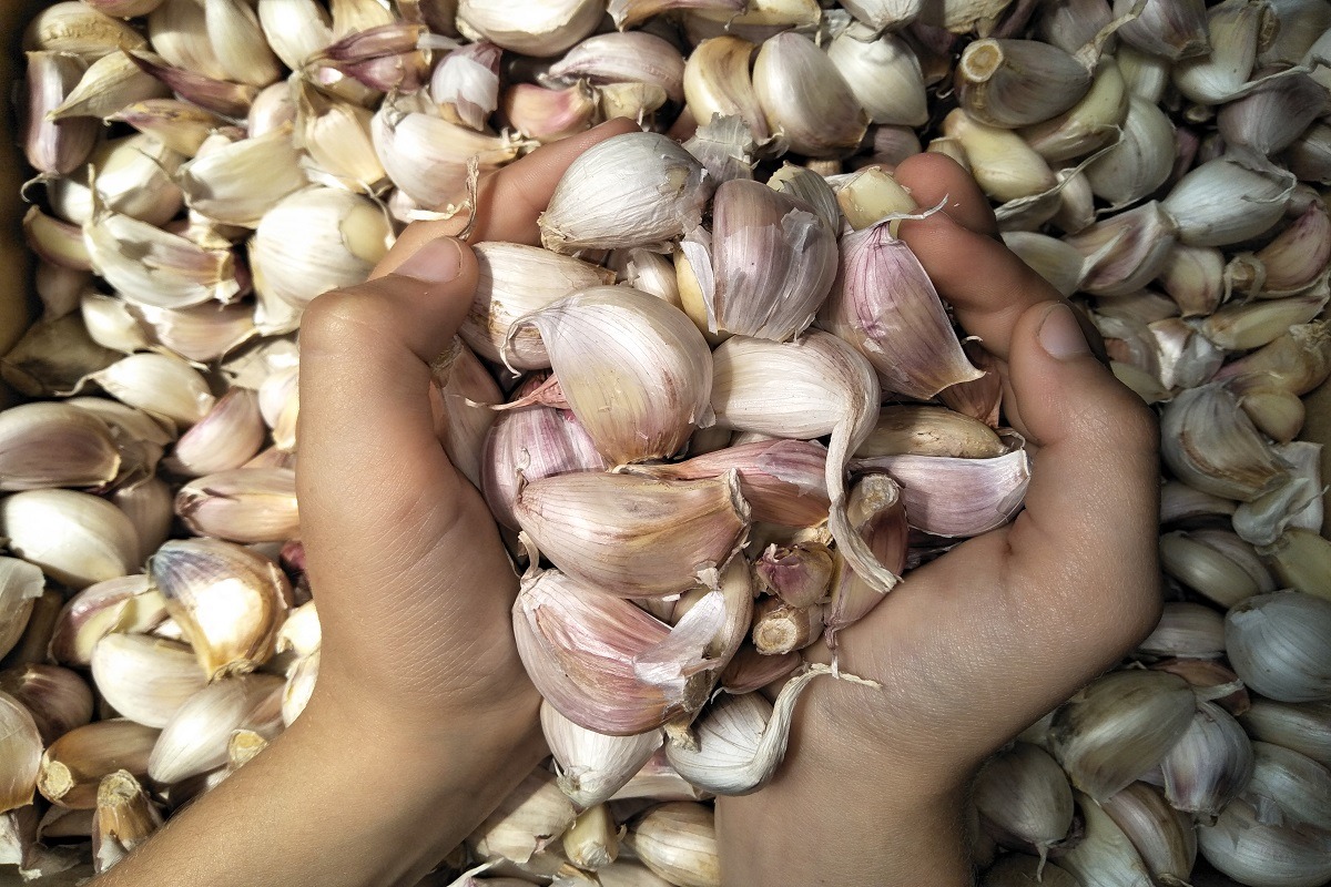 handful of garlic cloves