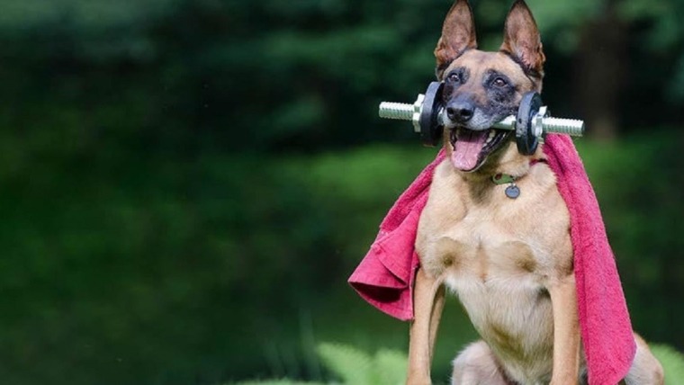 german shepard with towel over shouders and dumbell