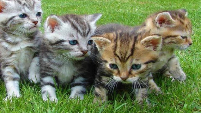 4 kittens on grass, closeup