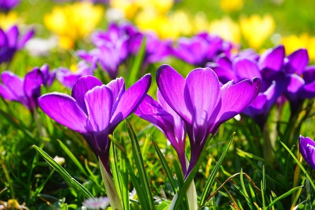 purple saffron flower