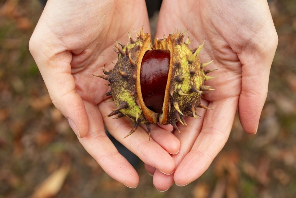 holding fresh chestnut in hands