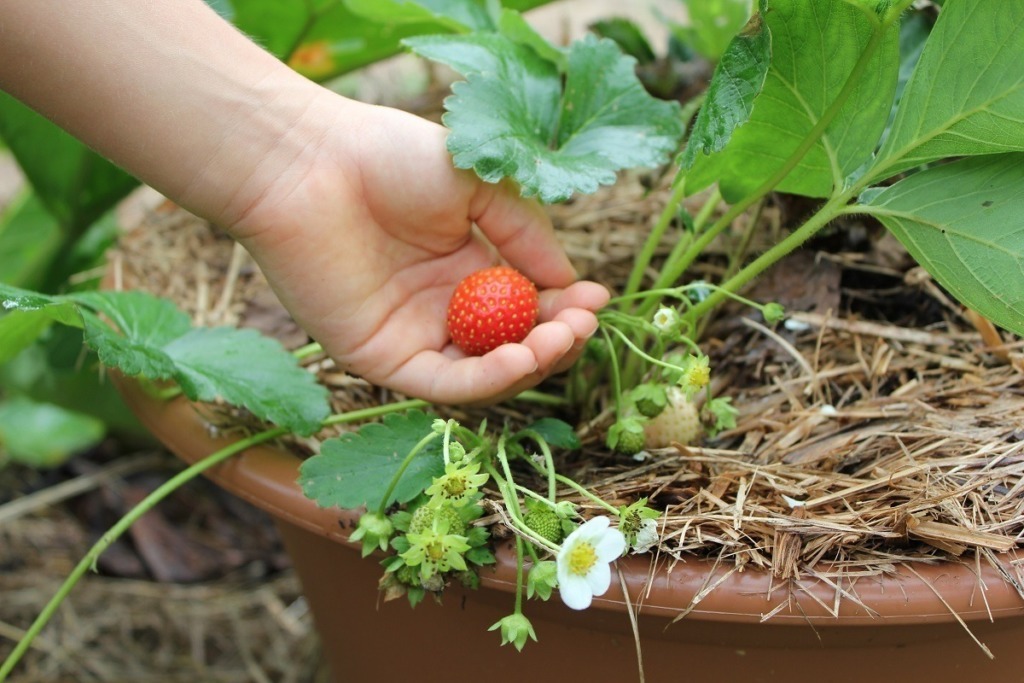 picking a strawberry