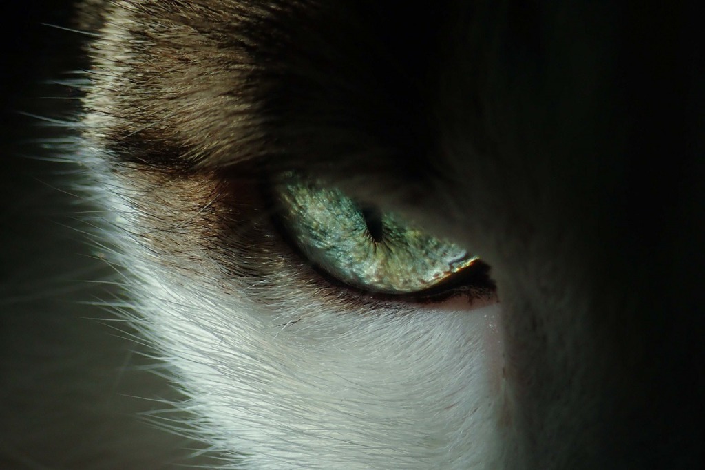 close up of cats eye