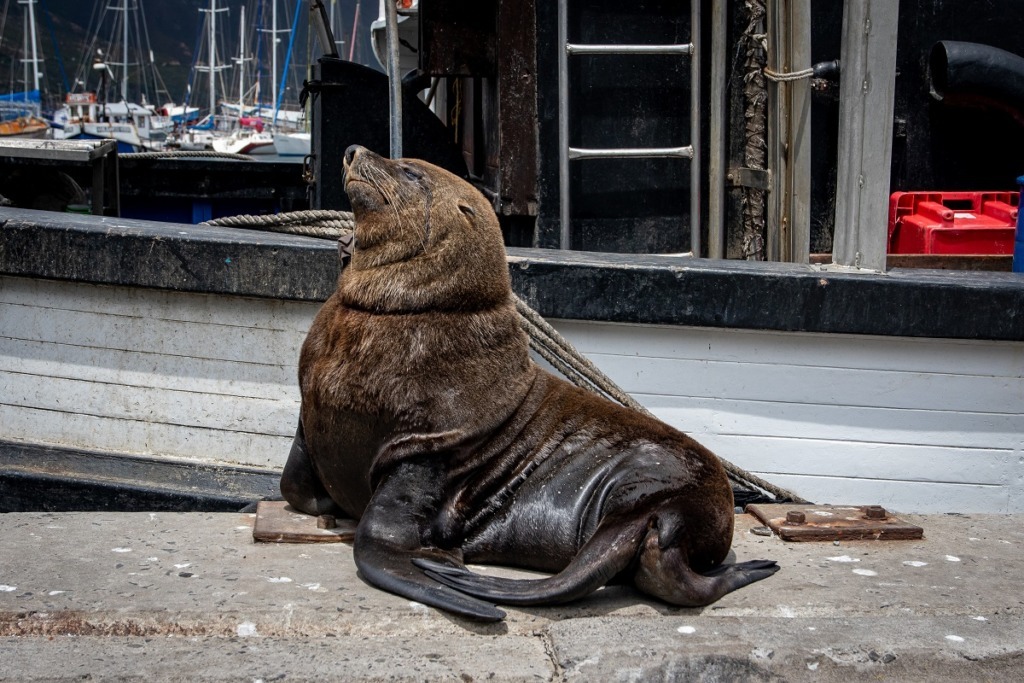 seal on dock