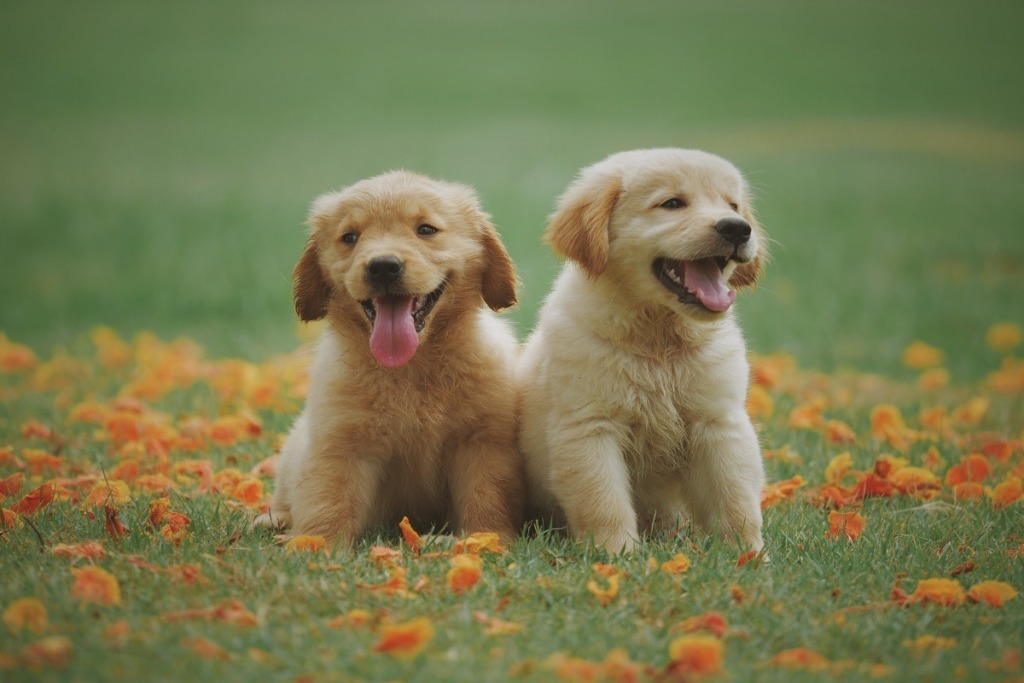 2 puppies sitting on flowered lawn