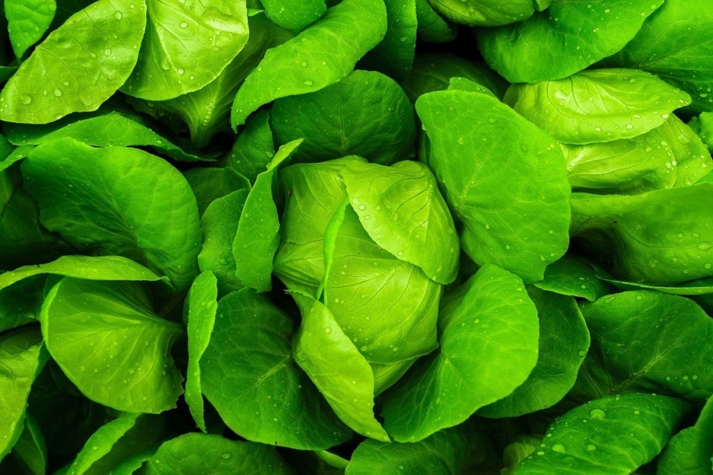 green salad leaves