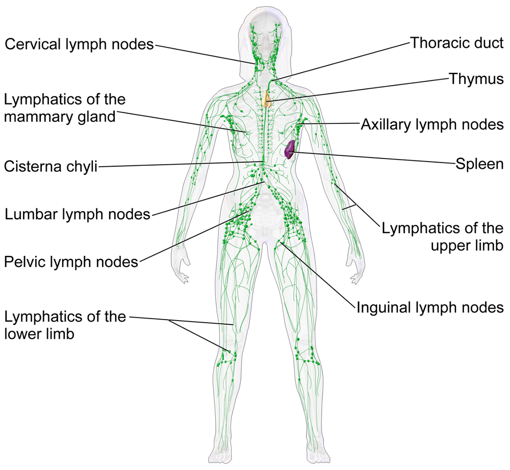 lymphatic system diagram