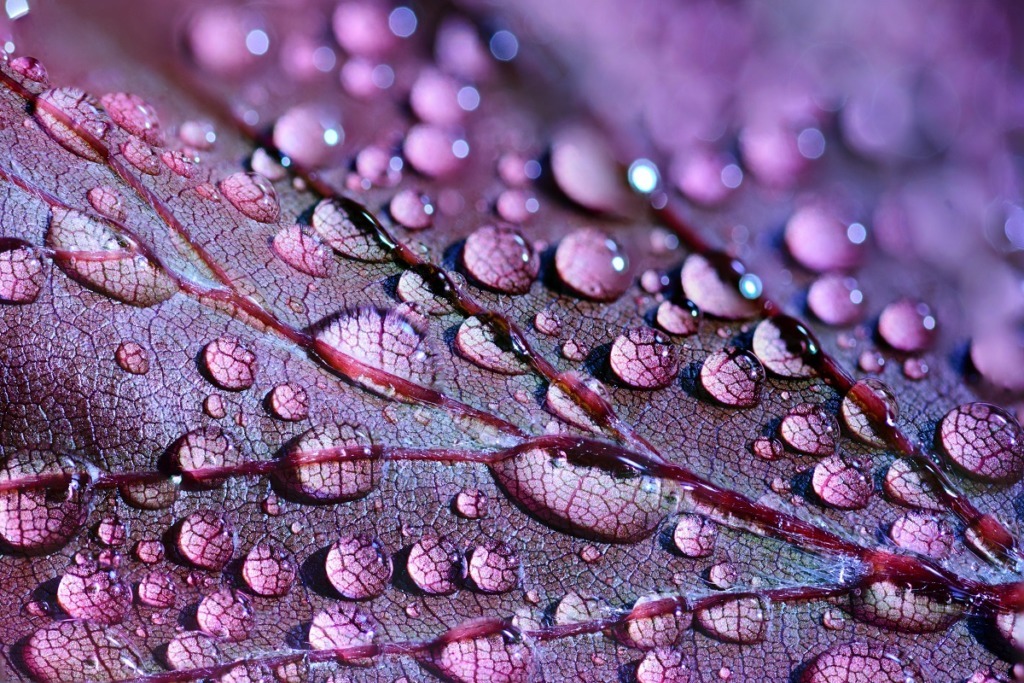 purple leaf with rain droplets close up