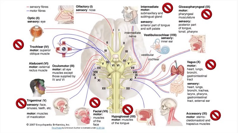 diagram of brain and fibers