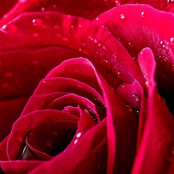 red rose close up wet