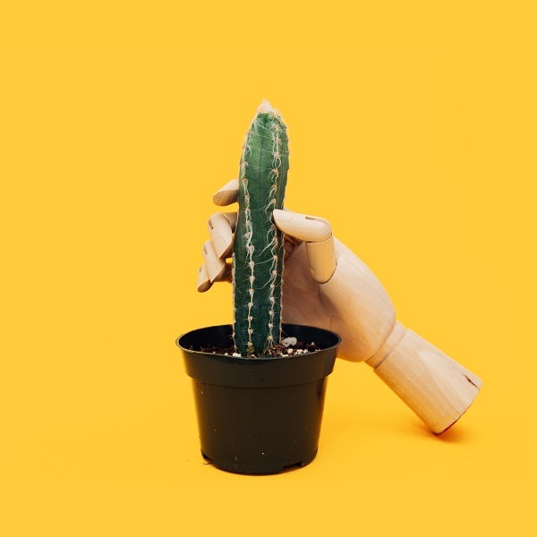 wooden hand holding cactus yellow background