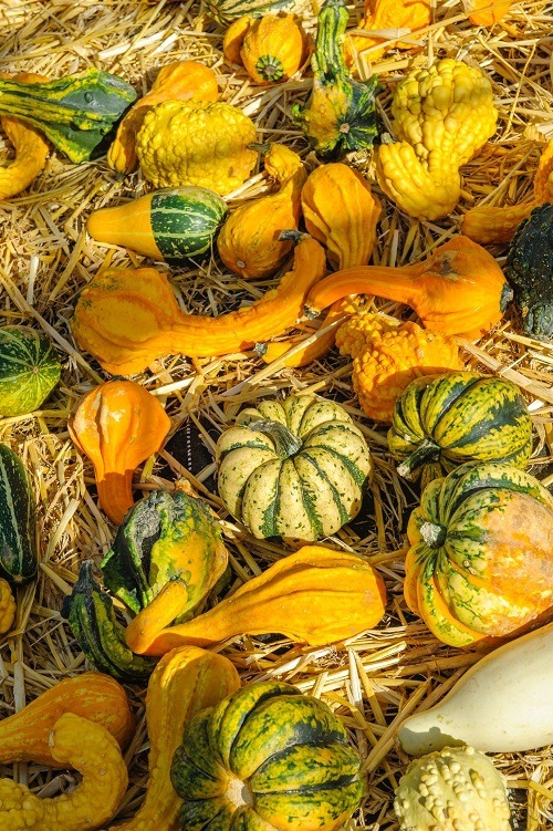 selection of gourds on hay