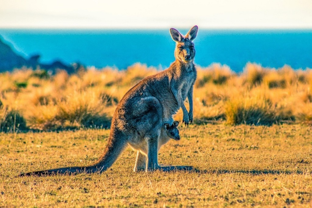 kangaroo standing in the wild