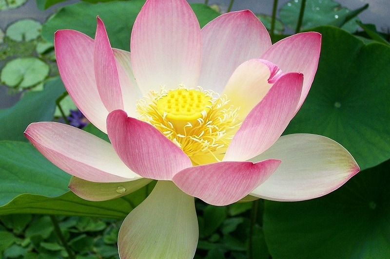 lotus flower in bloom