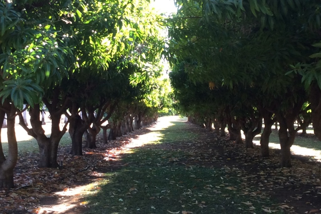 in the shade of a mango grove