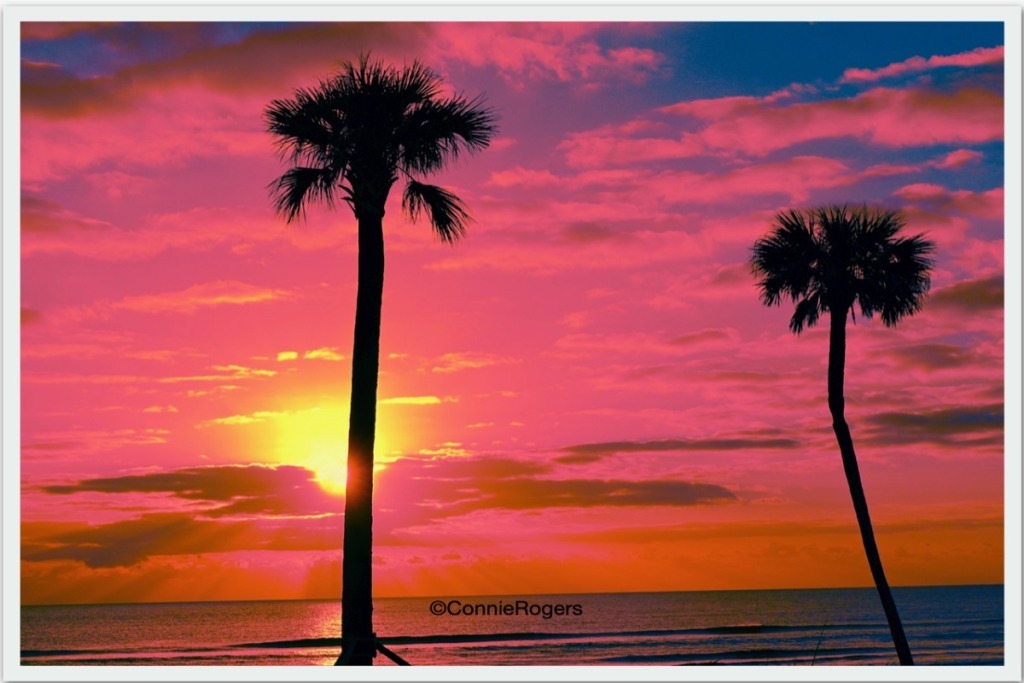 sunset with palm trees