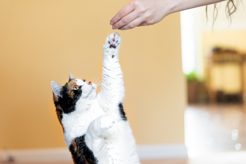 cat reaching for owners hand
