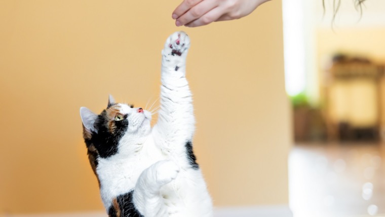Tips to keep your cat entertained