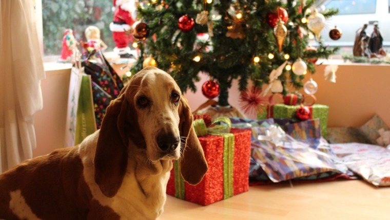 5 Ways To Pamper Your Pets At Christmas