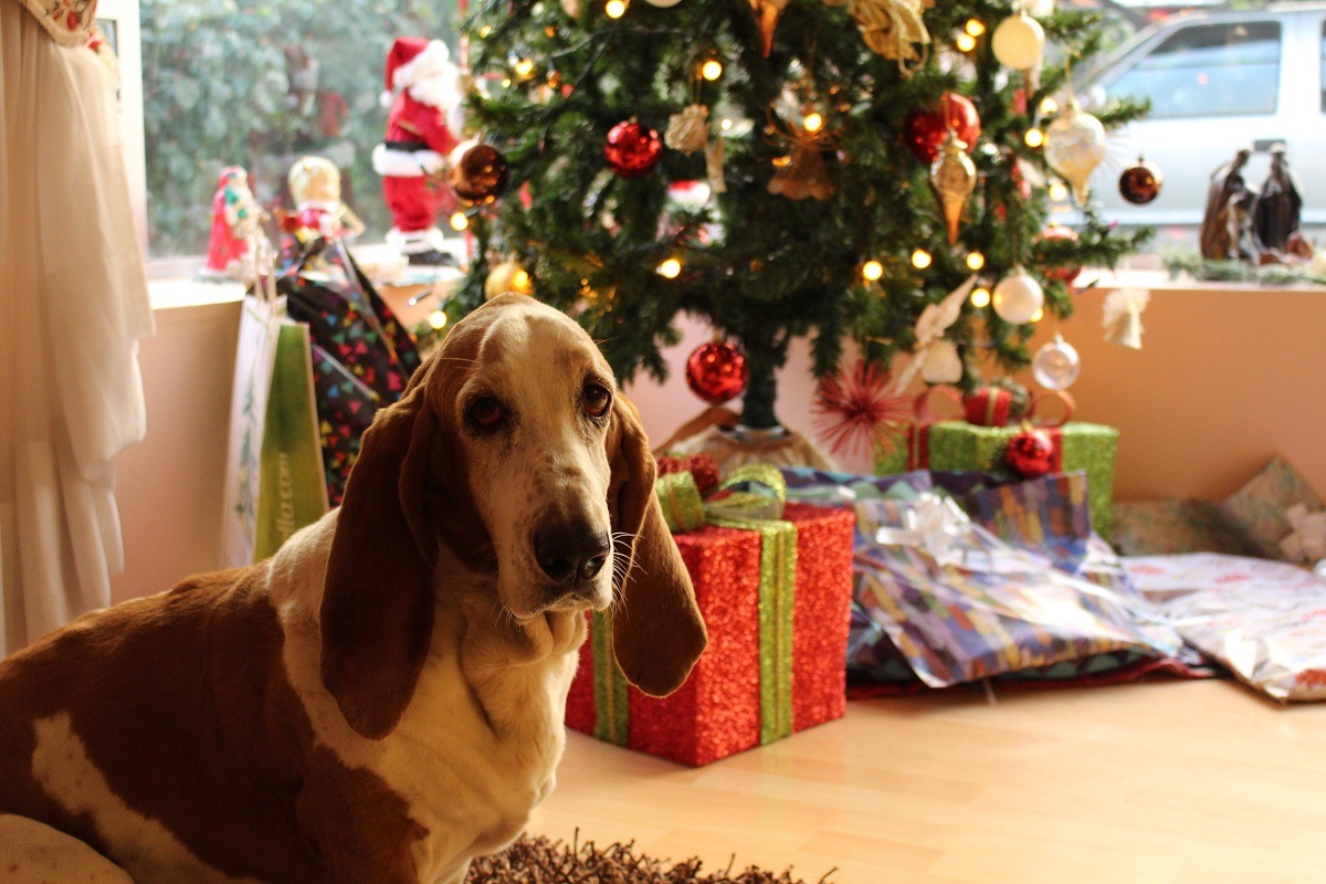 5 Ways To Pamper Your Pets At Christmas