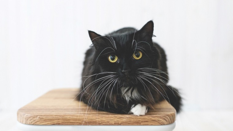 12 Warning Signs To Spot In Your Cat