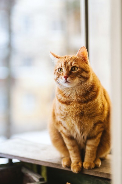 12 Warning Signs To Spot In Your Cat