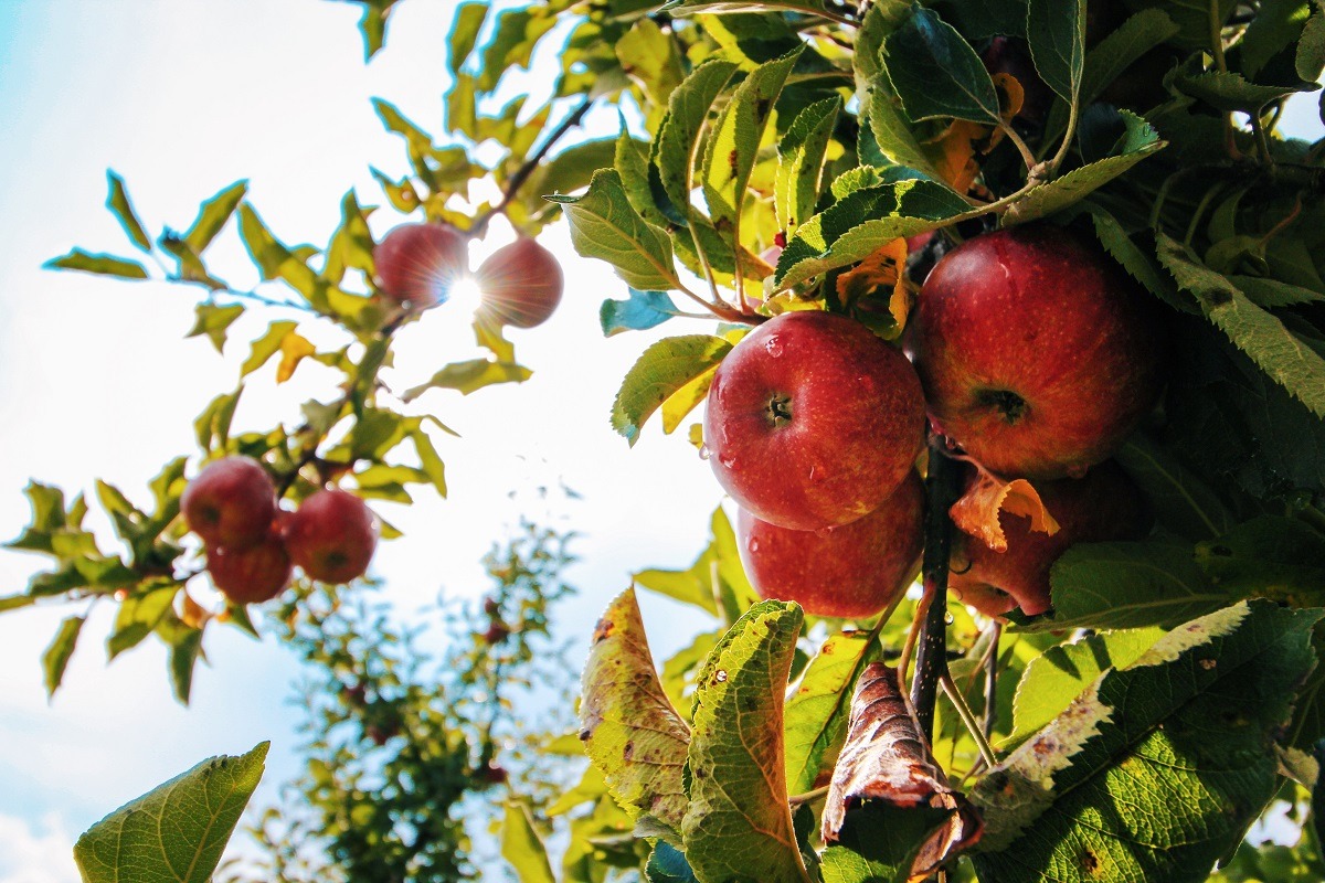 5 Fruit Trees You Need For The Home Garden