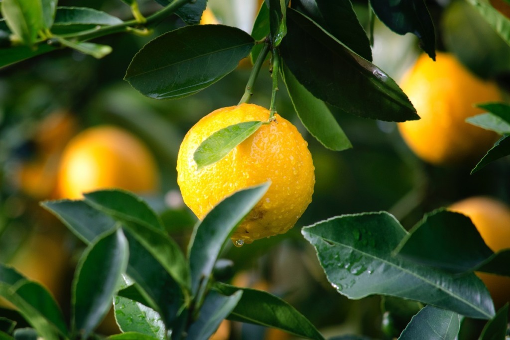5 Fruit Trees You Need For The Home Garden